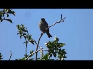 Presura sura cantand, Corn Bunting singing