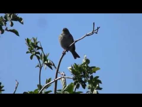 Presura sura cantand, Corn Bunting singing