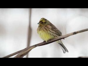 Olympus E m1 MKII – Presura galbenă – Emberiza citrinella