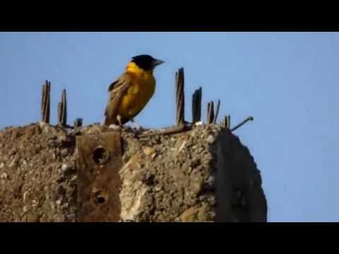 Presura cu cap negru cantand, Black-headed Bunting singing, Emberiza melanocephala
