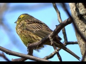 Presura galbena (Emberiza citrinella)