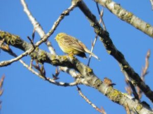 Presura galbena- Emberiza citrinella
