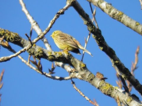 Presura galbena- Emberiza citrinella