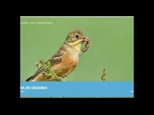 Presura de gradina (din „Pasari din livezile si baltile Dunarii)