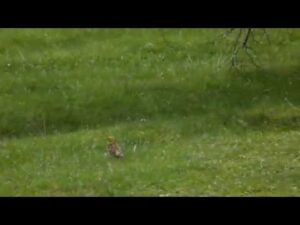 Presura galbena – Emberiza citrinella, Yellowhammer