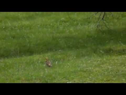 Presura galbena – Emberiza citrinella, Yellowhammer