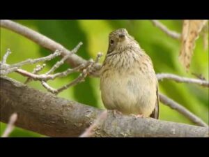 Presura de munte, juvenili, Emberiza cia, Rock Bunting