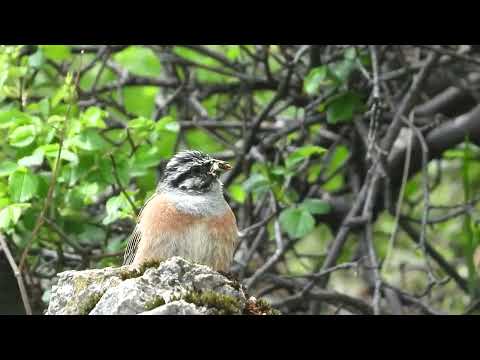 Presura de munte