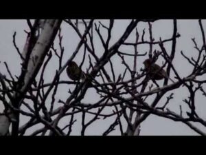 Presura sura – Corn bunting/Emberiza (Miliaria) calandra