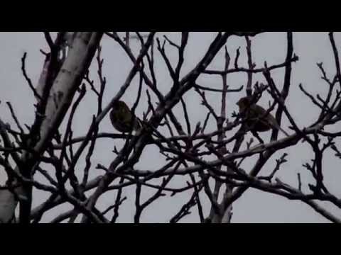 Presura sura – Corn bunting/Emberiza (Miliaria) calandra