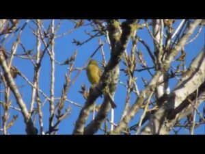 Presura galbena, Emberiza citrinella, Yellowhammer
