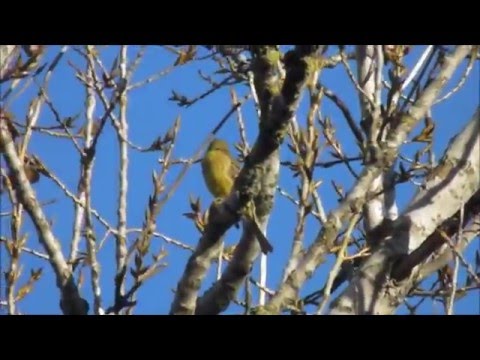 Presura galbena, Emberiza citrinella, Yellowhammer