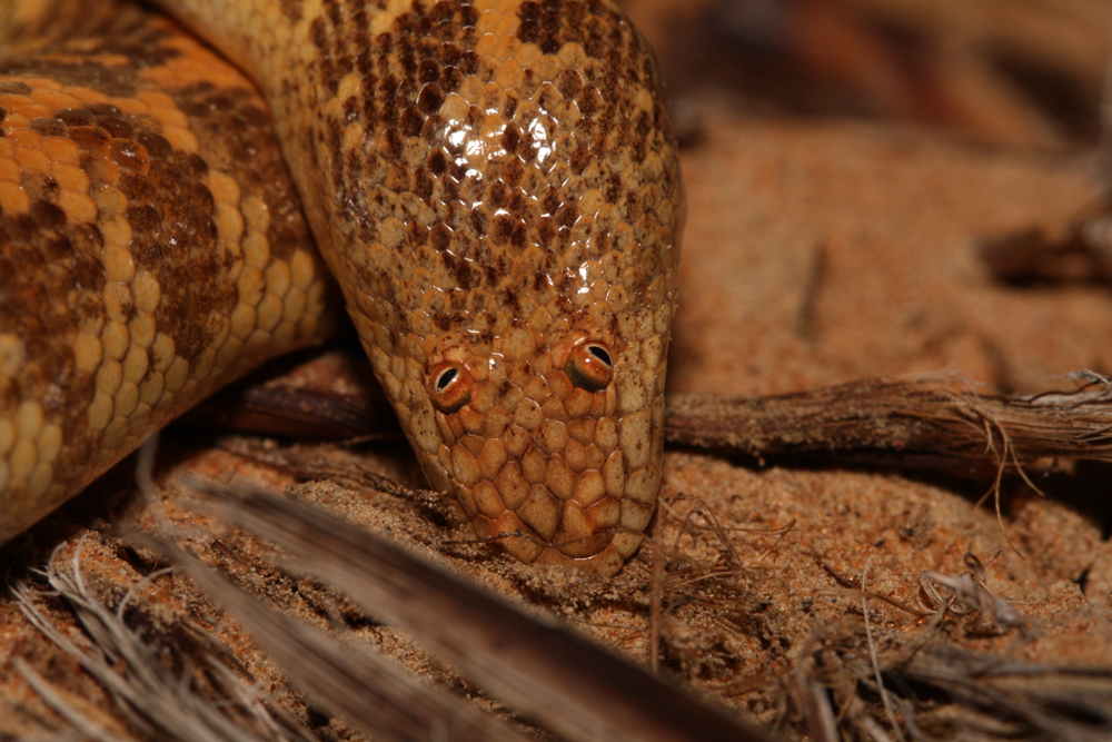 Arabian sand boa: The derpy snake that looks like it’s got googly eyes glued to the top of its head