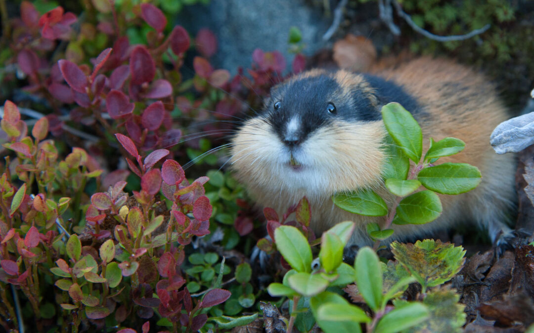 Do lemmings actually jump off of cliffs?