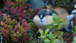 do-lemmings-actually-jump-off-of-cliffs?