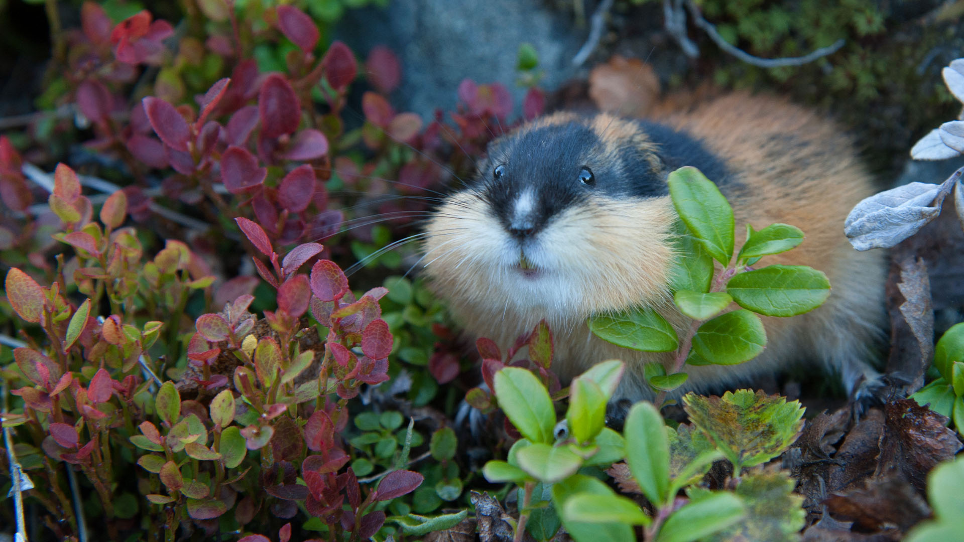 do-lemmings-actually-jump-off-of-cliffs?