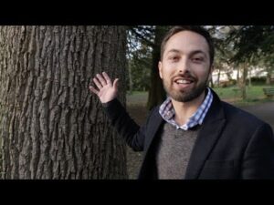 De ce copacii sunt mai înalți decât trebuie să fie