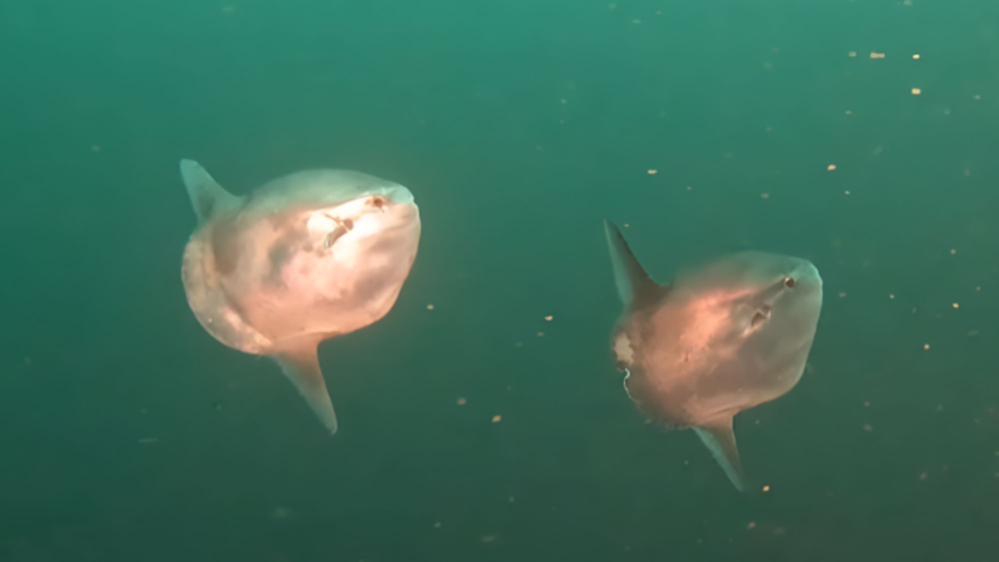 urmariti-filmari-rare-cu-2-mini-mola-inotand-impreuna-in-largul-coastei-pacificului-canadei