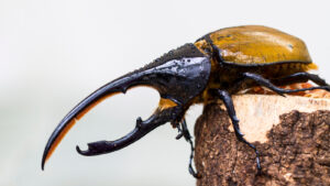 gandacul-hercules:-insecta-titan-cu-coarne-gigantice-pentru-dragoste-si-razboi