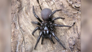 de-ce-australia-are-atat-de-multe-animale-veninoase?