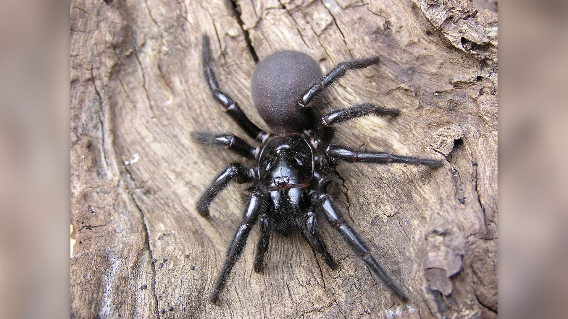 de-ce-australia-are-atat-de-multe-animale-veninoase?