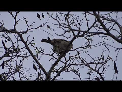 presura sură- Emberiza calandra