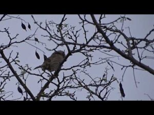 presura sură- Emberiza calandra