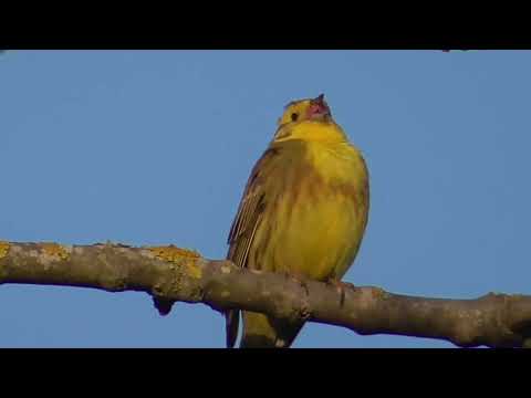 Yellowhammer ; Goldammer ; Presura galbenă