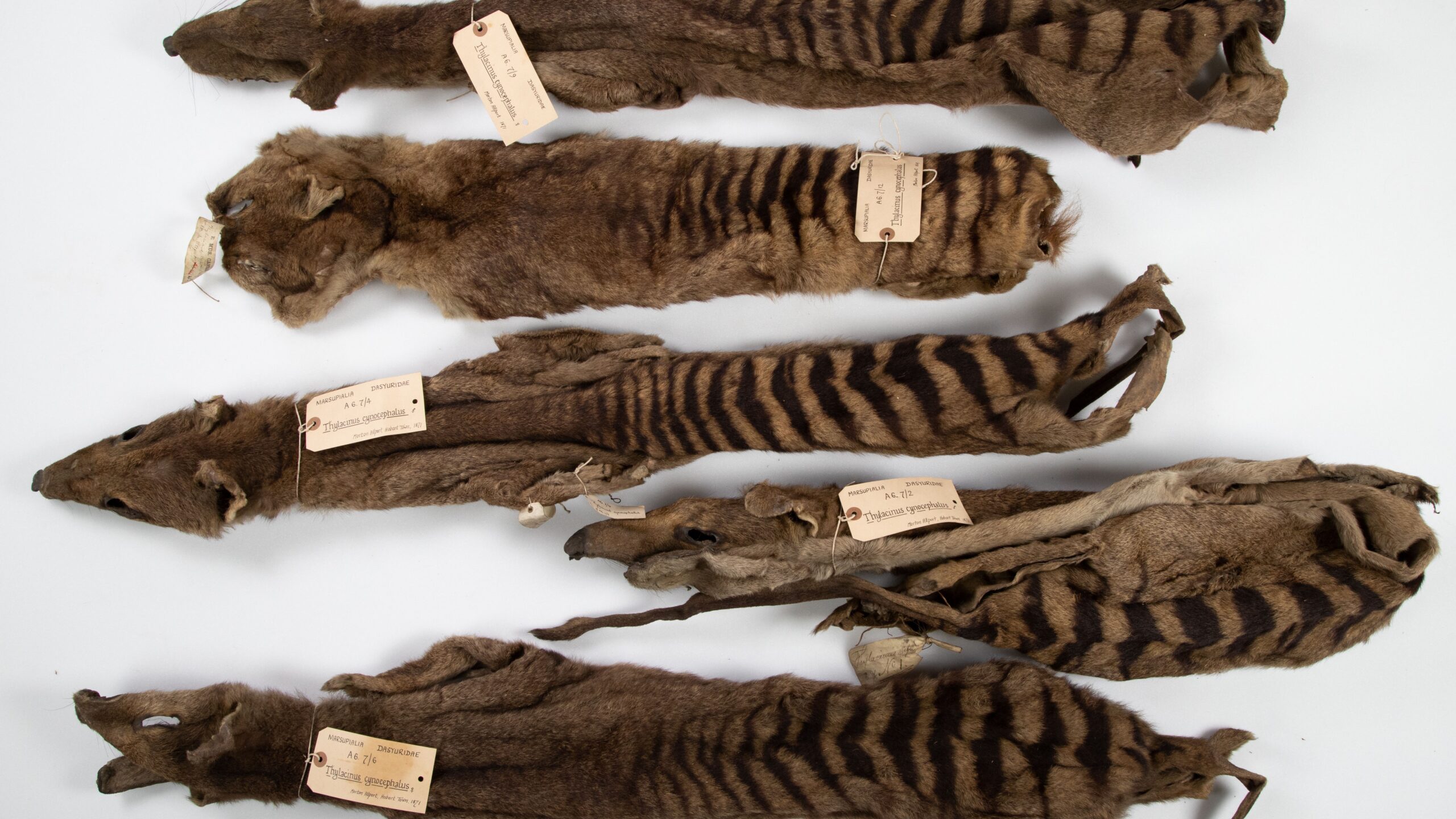 ramasitele-furate-ale-aborigenilor-si-ale-tigrilor-tasmanieni-au-fost-urmarite-de-un-naturalist-victorian-care-jefuieste-morminte
