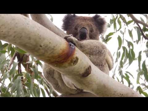 Întâlniri de Koala