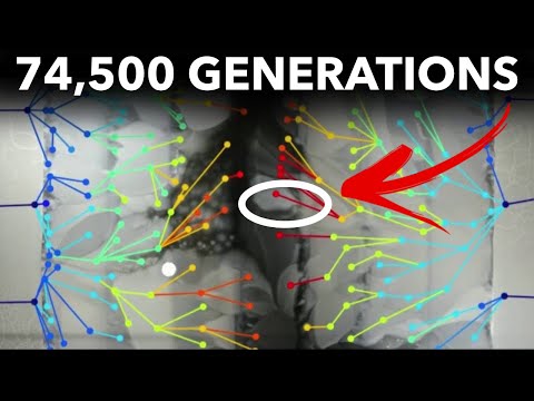 Cel mai lung experiment de evoluție