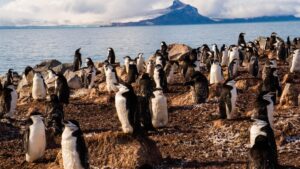 pinguinii-cu-barbie-ciudati-dorm-de-peste-10.000-de-ori-pe-zi-doar-4-secunde-o-data