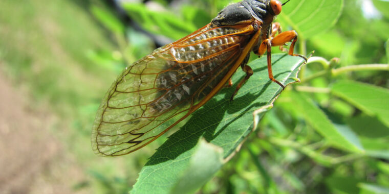 Bubuitul cicadelor a fost atât de puternic, încât a fost captat de cabluri de fibră optică