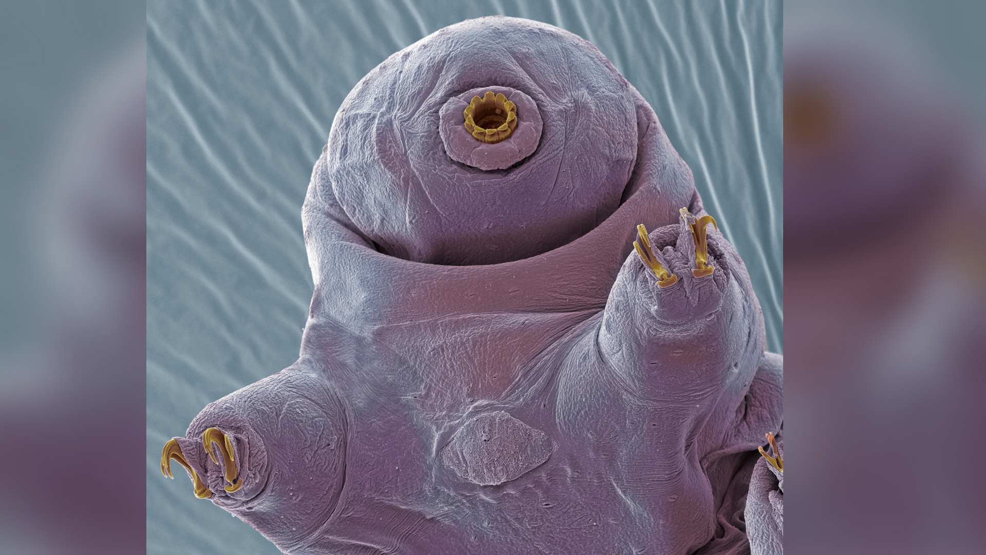 stim-in-sfarsit-cum-se-imperecheaza-tardigradele