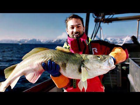 Cum i-a salvat Cod pe vikingi