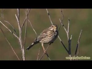 Corn bunting singing  Presura sura cantand