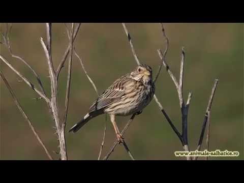 Corn bunting singing  Presura sura cantand