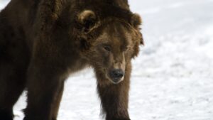 ursii-pe-jumatate-adormiti-se-plimba-prin-siberia-pentru-ca-este-prea-cald-pentru-a-hiberna