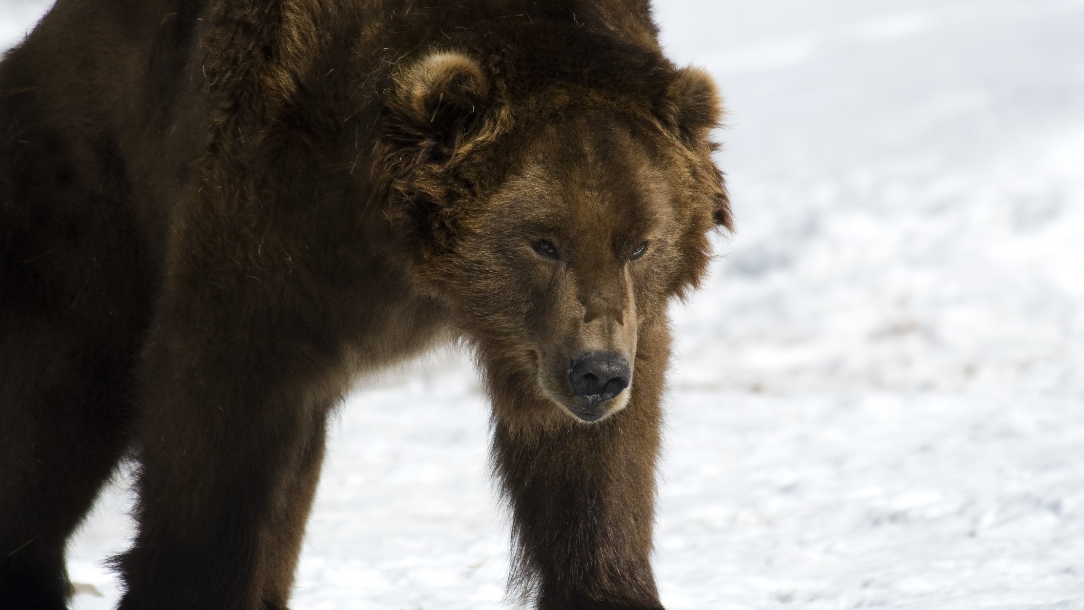 ursii-pe-jumatate-adormiti-se-plimba-prin-siberia-pentru-ca-este-prea-cald-pentru-a-hiberna