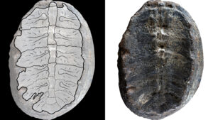 „plantele”-vechi-de-120-de-milioane-de-ani-se-dovedesc-a-fi-pui-de-testoasa-fosilizate-ultra-rare