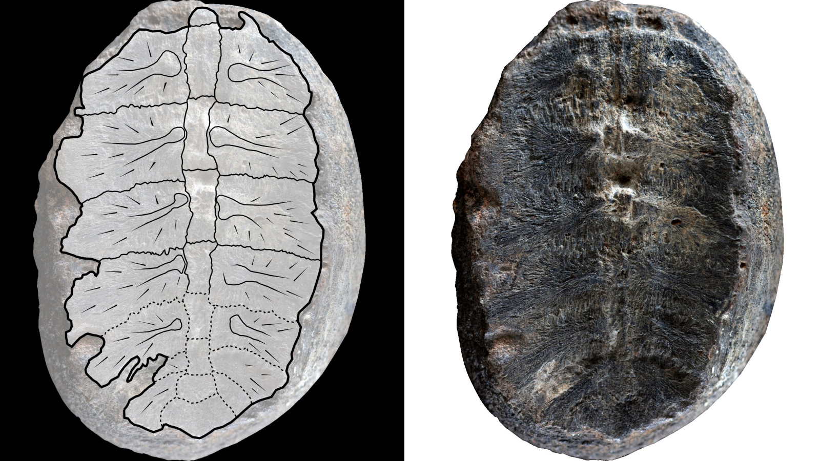 „plantele”-vechi-de-120-de-milioane-de-ani-se-dovedesc-a-fi-pui-de-testoasa-fosilizate-ultra-rare