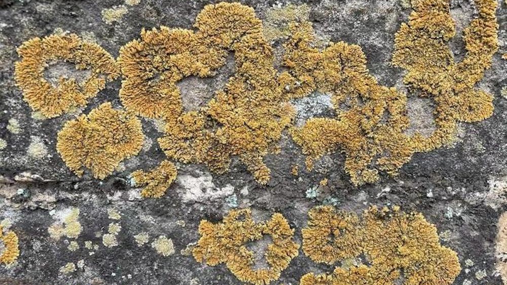 marele-zid-chinezesc-este-tinut-impreuna-de-„biocruste”