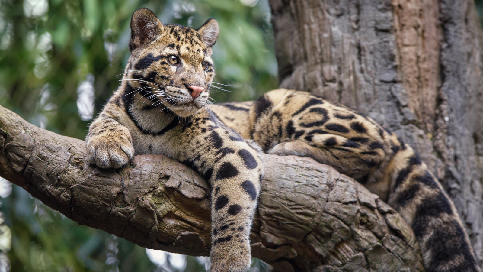 leopard-innorat:-pisica-cu-dinti-ca-de-sabie-care-poate-merge-cu-capul-in-jos-in-copaci