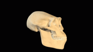 cand-a-aparut-prima-data-homo-sapiens?