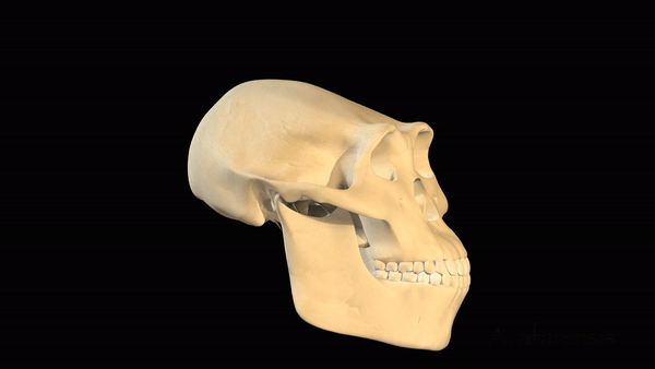 cand-a-aparut-prima-data-homo-sapiens?