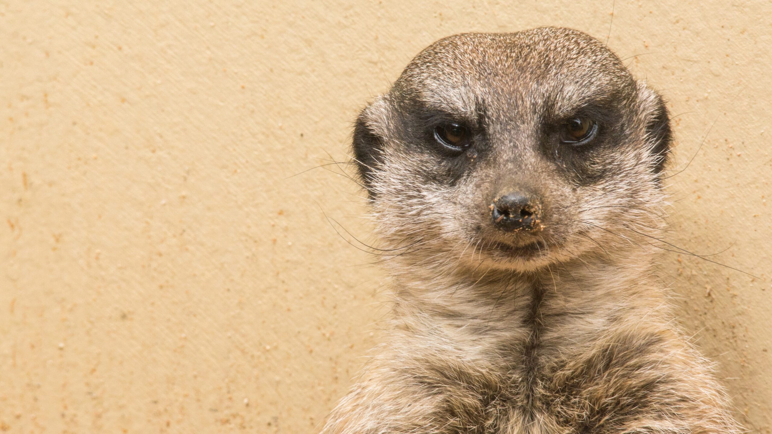 unele-suricate-femele-au-o-dara-brutala,-insetata-de-sange,-iar-acum-s-ar-putea-sa-stim-de-ce