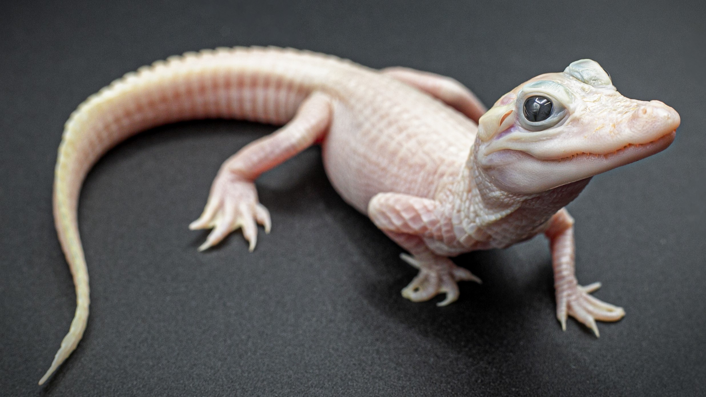 aligatorul-leucistic-roz-alb-cu-ochi-albastri-nascut-in-florida-este-unul-dintre-doar-8-din-lume