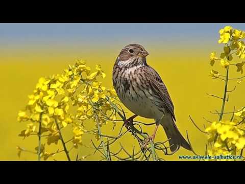 Corn Bunting singing / Presura sura cantand
