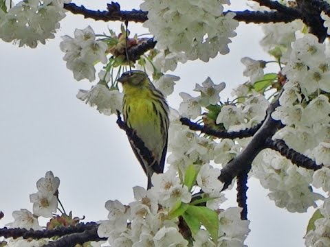 Presura galbenă – Emberiza citrinella