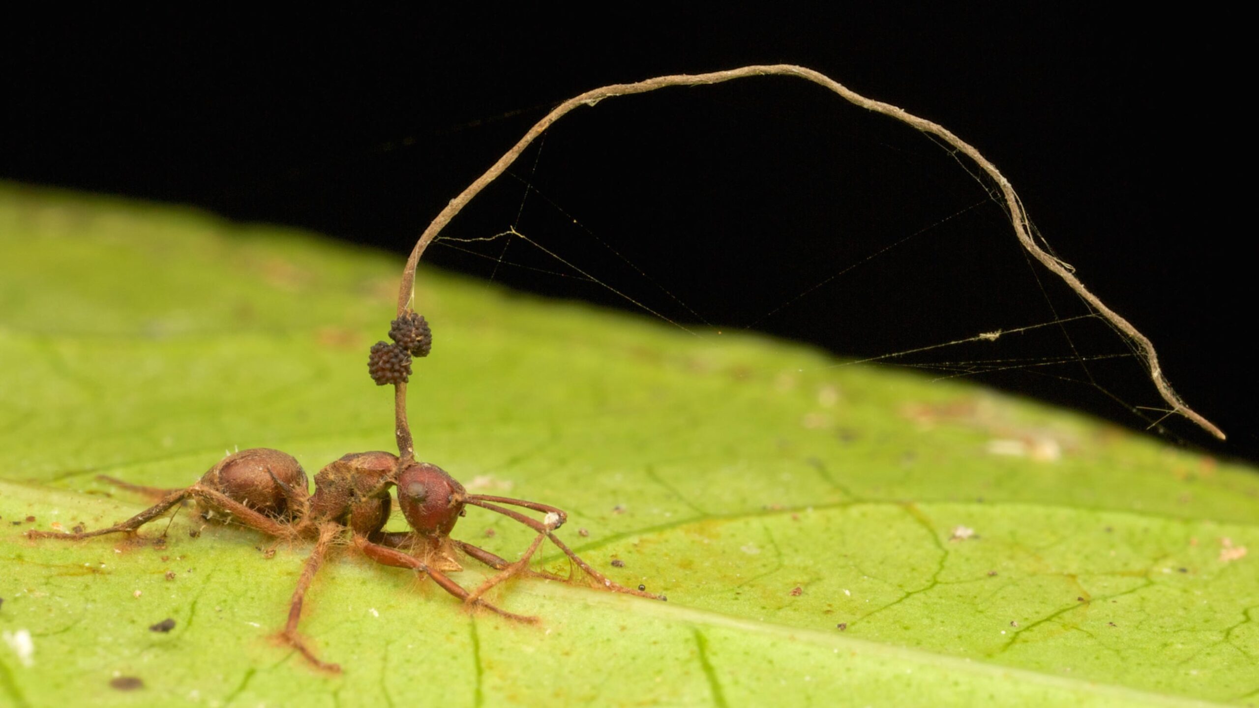 „putine-ordine-de-insecte-au-fost-crutate”:-de-ce-moartea-cauzata-de-paraziti-mentine-viata-in-padure-infloritoare